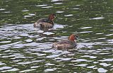 Little Grebe